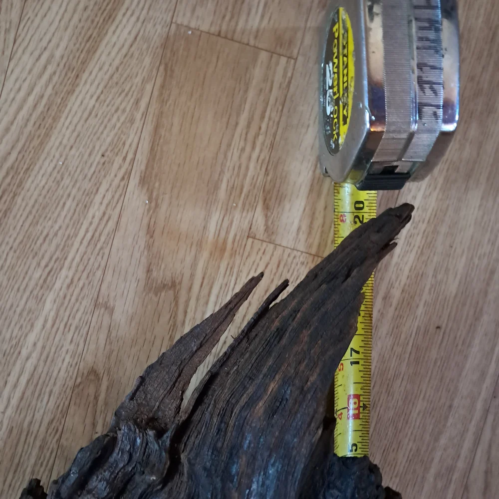 Bogwood from S. Louisiana 
